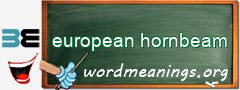 WordMeaning blackboard for european hornbeam